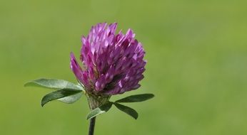 Clover bud close up