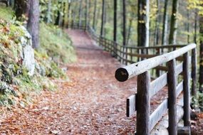 railing away forest