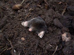 mole in the black earth