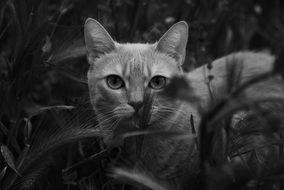 black and white photo of a kitten in the grass
