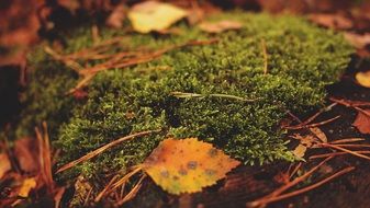 moss leaves forest