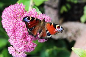 Peacock butterfly on a flower