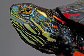 head of a turtle close up
