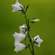 flowers bells white