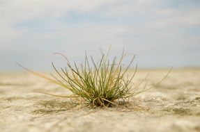 Photo of the green grass