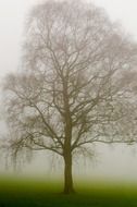 Lonely tree in the fog