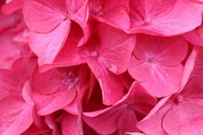 Pink fresh hydrangea flowers