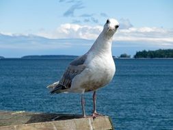 seagull ocean tranquil portrait