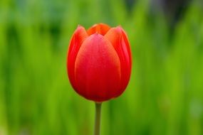 red tulip on blurred green background