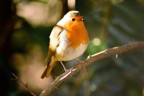 Robin bird on a branch