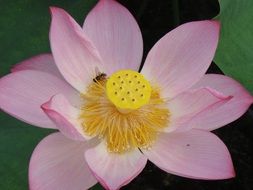 pink lotus is an aquatic plant