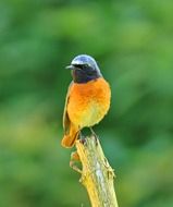 phoenicurus ochruros on a branch