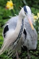 grey heron graceful