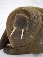 walrus with big fangs close-up