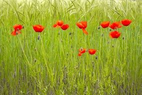 Wild poppies in spring on the field