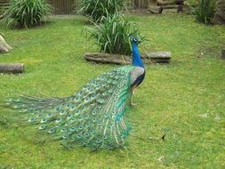 peacock bird with long tail