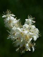 Picture of the filipendula vulgaris