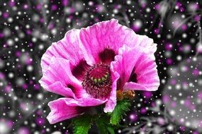 purple poppy at fantasy background, digital art