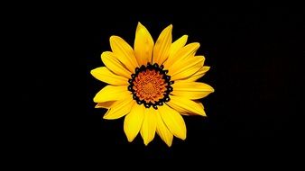 yellow bright flower on black background
