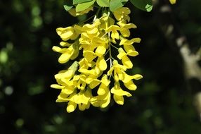 yellow flowers on a tree in the forest