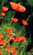 red poppy flowers in a green meadow