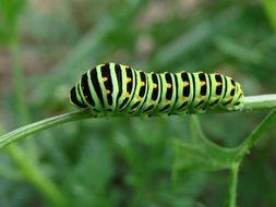 green caterpillar with black stripes and yellow spots