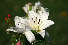 white lily flowers in the wildlife