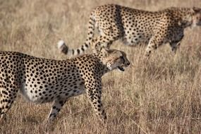 cheetahs in safari in africa