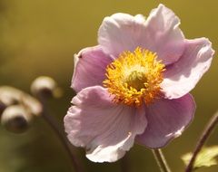 pink flower with yellow middle close up