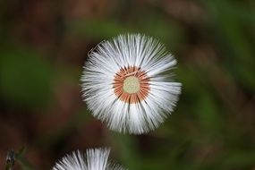 thread white flower