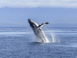 humpback whale, who jumps out of the water