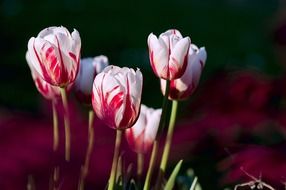 pink tulips on a bush against a dark background