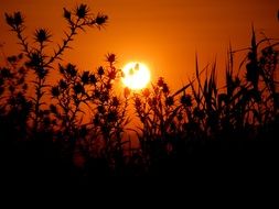 silhouette of a prickly plant against the sunset