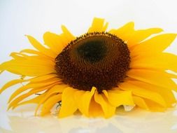 sunflower bud on white background