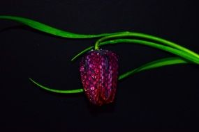 flower fritillaria meleagris black back