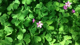 clover leaves and pink flowers