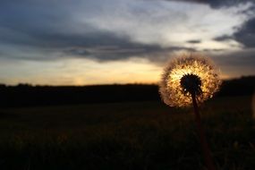 dandelion with seeds in the meadow at dusk