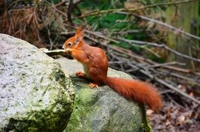 red squirrel on a stone