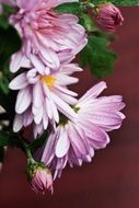 pink chrysanthemums in water drops