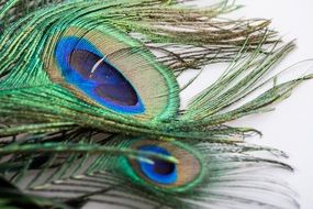 Colorful peacock feathers