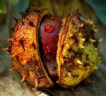 chestnut fruit with drops of water