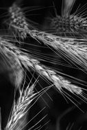 black and white photo with wheat