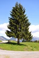 Pine tree on green grass