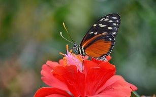 closeup photo of Butterfly on a red flower