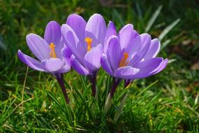 Purple crocus, flowers, spring