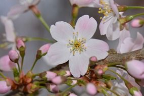 white pink blossom and buds