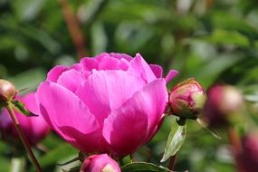 rose baby garden