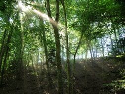 peaceful forest sunbeam view