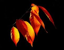 bright autumn leaves in the dark