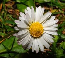 white daisy with bright yellow heart close up